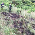 Brand Baumkultur am 09.07.2017