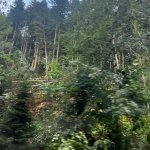 2022-08-18_unwettereinsatz-sturm_015