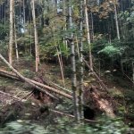 2022-08-18_unwettereinsatz-sturm_037